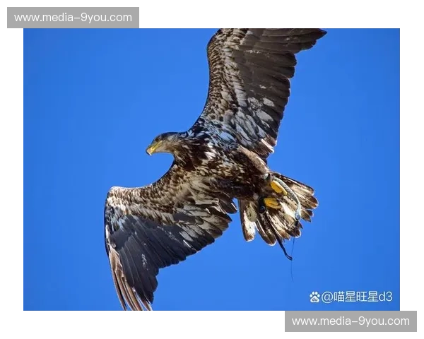 点燃激情,鹰击长空:热火vs老鹰录像,重温经典瞬间! 点燃激情,鹰击长空:热火vs老鹰录像,重温经典瞬间!